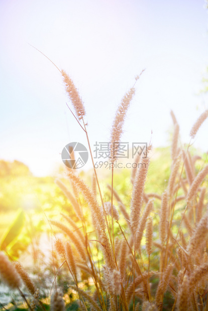 日落夏自然背景的田野上阳光明媚的干花草日图片