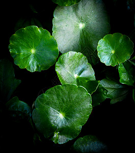 绿色非亚叶在黑暗背景下美丽叶草CentellaAsiatica城市或亚洲人图片