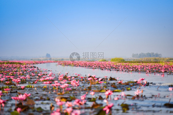 泰国乌登萨尼UdonThani晨间地标水自然景观上带红莲花的湖河图片