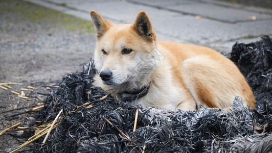 与骨灰日本小志巴因奴狗睡孤单动物无家可归冬季狗概念图片