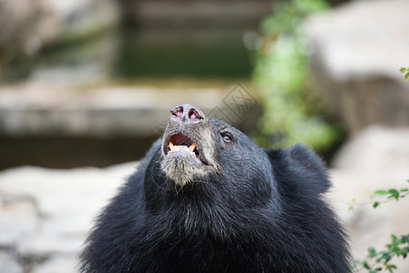 AsiaticBlackbear站着放松夏天Black在动物园等食图片