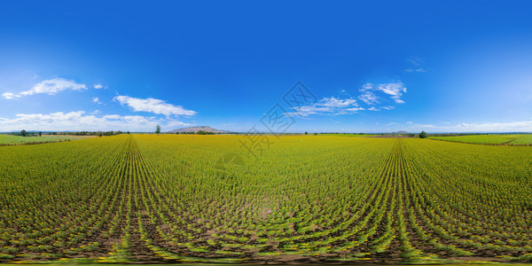 夏季在泰国Lopburi自然花园公旅行假期时从空中观看全开向日葵田的天花景无缝以180度计36全景夏季在泰国Lopburi自然花图片