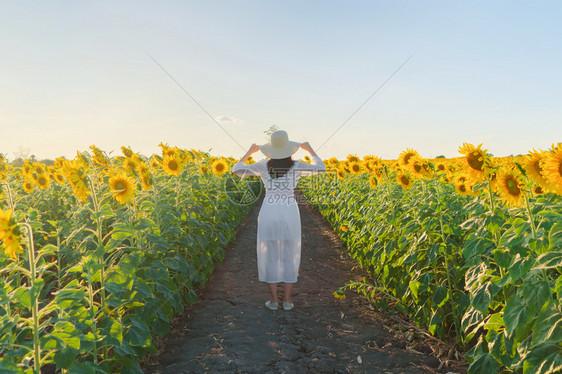 在泰国Lopburi自然花园公的节假日外出旅行中快乐的亚洲女在盛开的向日葵田中享受和放松图片