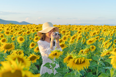 一名亚洲女摄影师使用像头在泰国Lopburi自然花园公旅行假期时在全盛开的向日葵田社交媒体上拍照图片