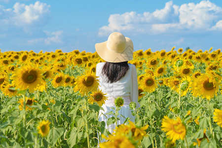 在泰国Lopburi自然花园公的节假日外出旅行中快乐的亚洲女在盛开的向日葵田中享受和放松图片