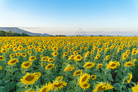 夏季中午在泰国洛普布里省自然花园公外出旅行节假日全开向葵田自然景观背图片