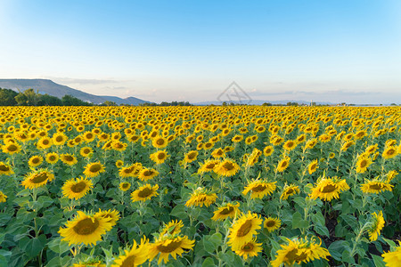 夏季中午在泰国洛普布里省自然花园公外出旅行节假日全开向葵田自然景观背背景图片