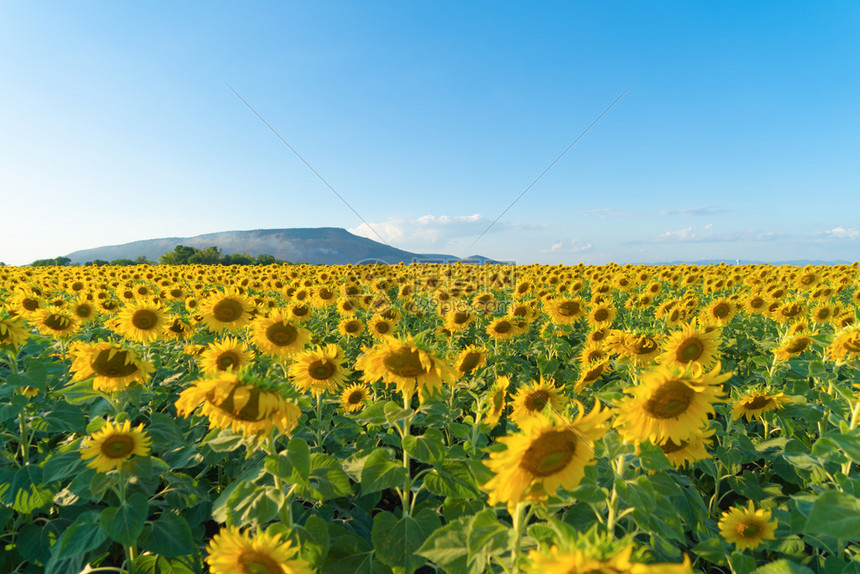 夏季中午在泰国洛普布里省自然花园公外出旅行节假日全开向葵田自然景观背图片