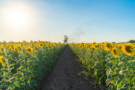 夏季中午在泰国洛普布里省自然花园公外出旅行节假日全开向葵田自然景观背图片