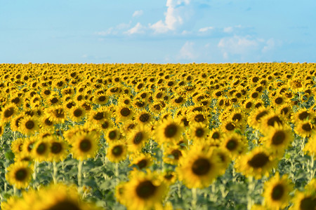 夏季中午在泰国洛普布里省自然花园公外出旅行节假日全开向葵田自然景观背图片