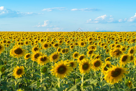 夏季中午在泰国洛普布里省自然花园公外出旅行节假日全开向葵田自然景观背图片