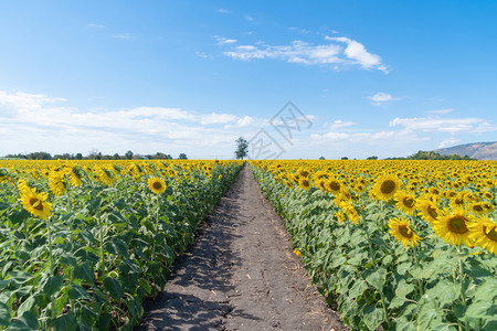 夏季中午在泰国洛普布里省自然花园公外出旅行节假日全开向葵田自然景观背图片