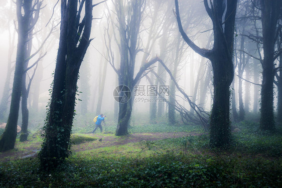 绿雾林的摄影师夏月林地风景图片
