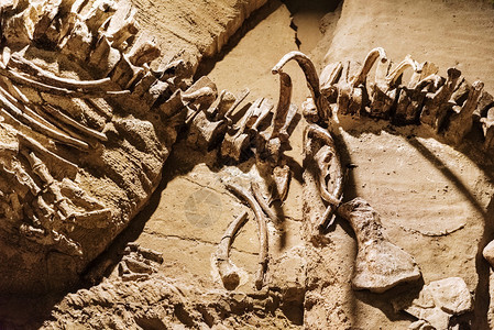 博物馆墙壁上的假化石图片