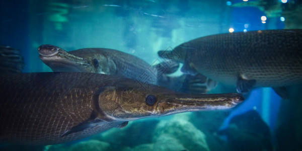 水族馆下蒸气图片