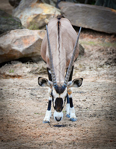 GemsbokantellopeOryx瞪羚动物图片