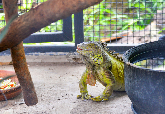公园中的大型绿色Iguana图片