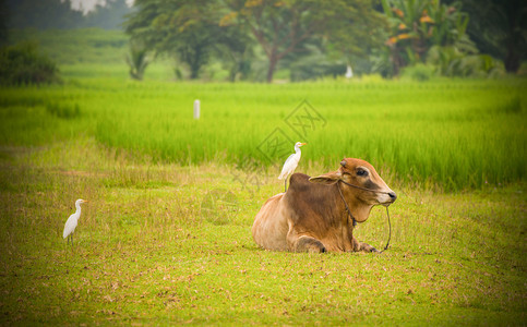 亚洲奶牛躺在稻田上鸟类躺在农村牛业场上图片