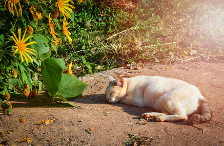 早上睡在水泥地板休息的动物猫图片