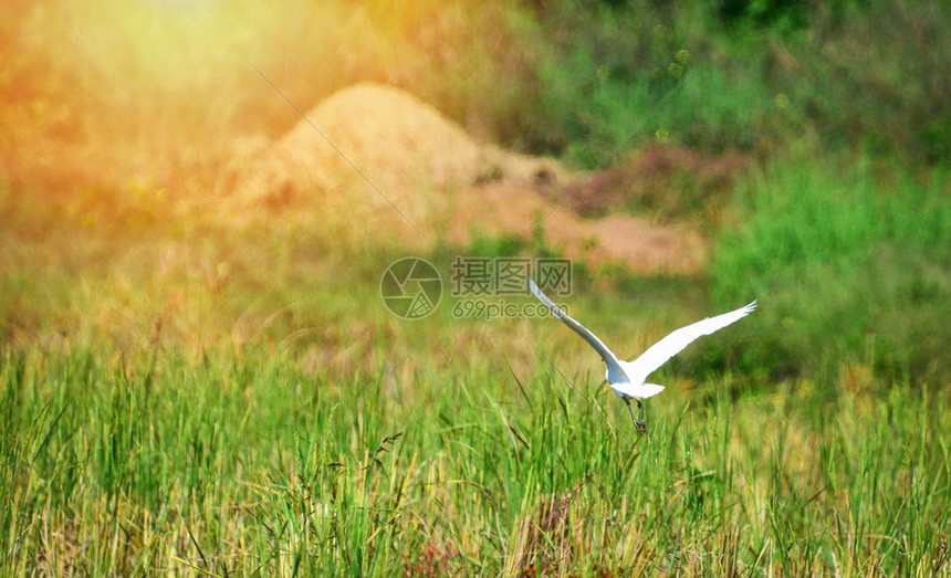 在绿稻田阿迪亚尔巴上飞行的白斑鸟食羊图片