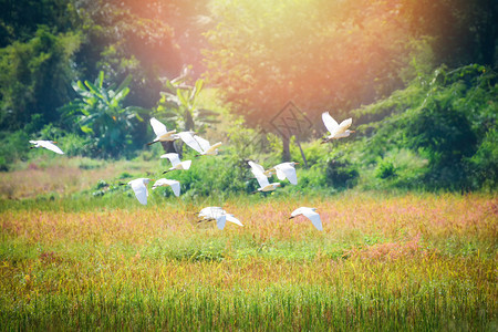 在稻田上飞行的海鸟群图片