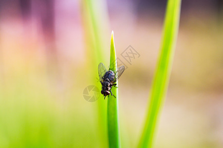 绿叶植物上的昆虫接近绿叶树上的昆虫苍蝇自然本底模糊图片