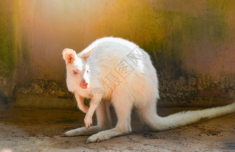 白人Bennett在野生动物保护区Macropusrufogriseus农场的Wallaby图片