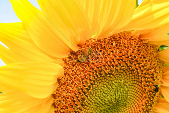 日葵花的蜜蜂附近在向日葵田背景下春花多彩的园明日图片
