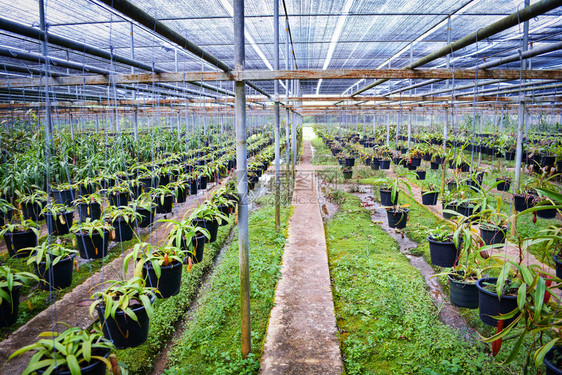 兰花苗圃农场种植园挂在屋顶网下的花园温室图片