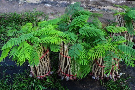 Acaciapennata年轻植物树爬上小农场的口水塞内加尔图片