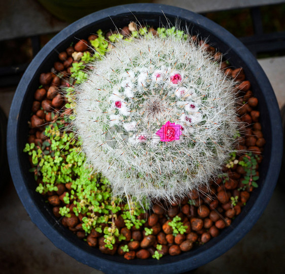 园艺苗圃仙人掌花农场业温室中小锅的粉图片