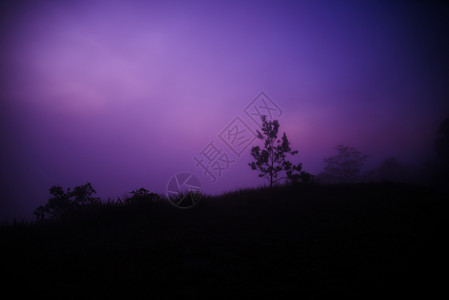 夜晚和紫色天空的树底深背景图片