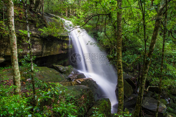 山河水流瀑布绿林景观自然植物树林晨野热带中岩石和绿苔图片