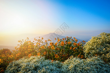 泰国美丽的山坡风景图片