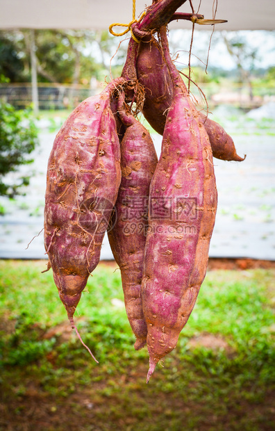 挂在蔬菜标记上出售的甜土豆紫色甘薯图片