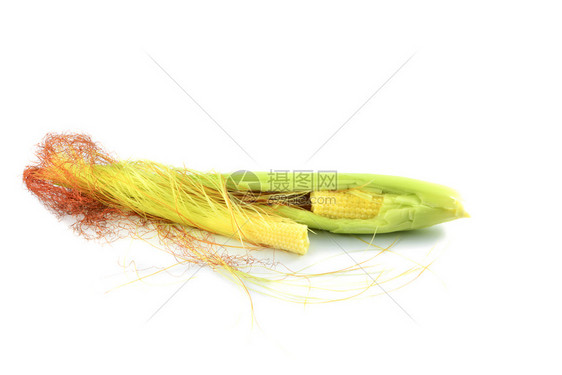 幼小的甜玉米耳朵在新鲜的玉米鳕鱼里与白色背景隔绝图片