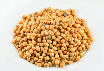 白色背景上的大豆或谷物种子图片