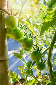 植树上的青番茄园艺背景在有机农场温室里种植新鲜樱桃西红柿图片