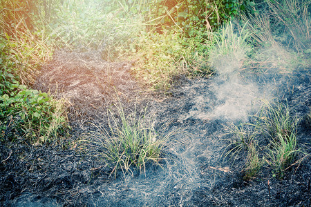 火用夏天野的烟雾在田上烧草图片