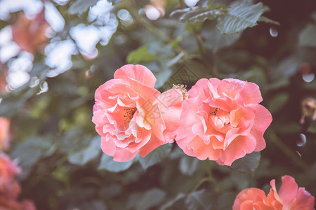 在自己的花园里春时粉红玫瑰的近照图片
