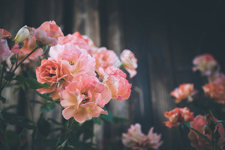 在自己的花园里春时粉红玫瑰的近照图片