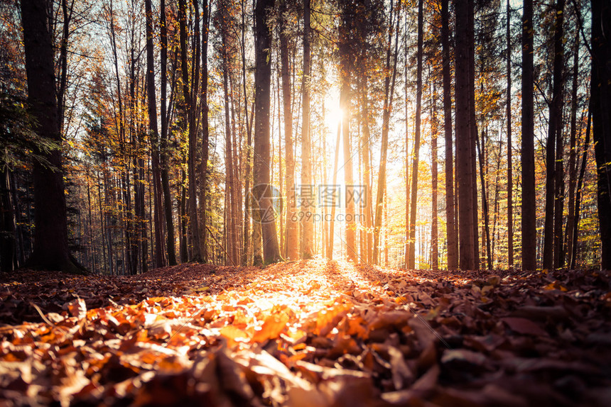 秋天美丽的森林阳光明媚的一天地板上满的叶子