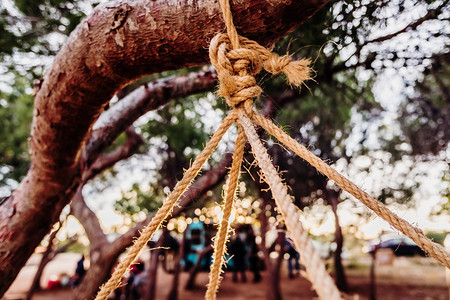 绑在树上的天然绳子绑在木板上com图片