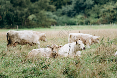 牛在牧场里空地休息吃饭图片