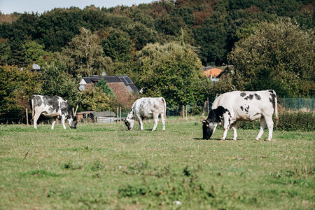 牛在森林附近放牧牛在绿草上放牧牛吃干草图片