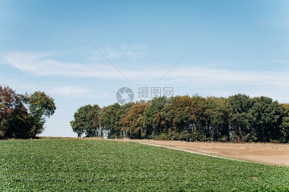 田野树和蓝天在乡间公路附近图片