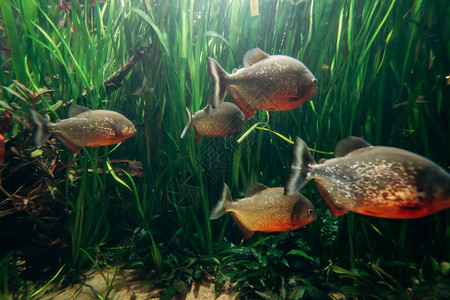 淡水族馆鱼红火图片