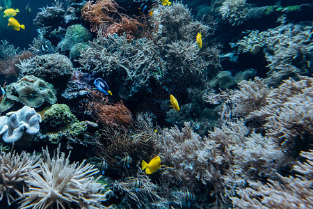 有珊瑚海绵和小热带鱼类在蓝海中游过图片