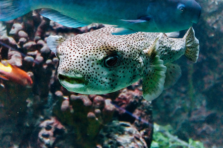 水族馆里的鱼群美丽图片