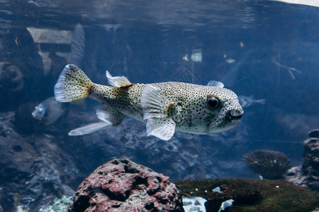 水族馆里的鱼群美丽图片